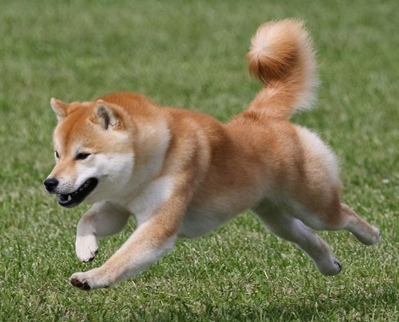 Shiba Inu